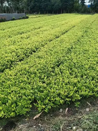 北流市边坡绿化工程项目
